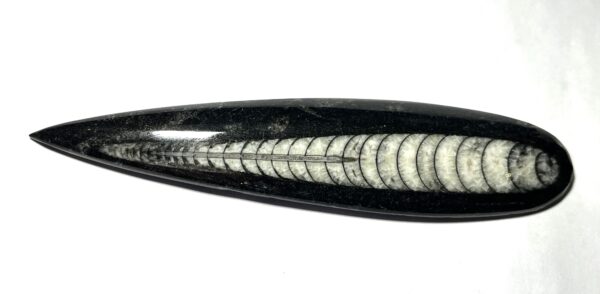 Orthoceras - Bläckfisk
