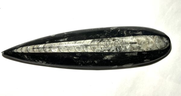 Orthoceras - Bläckfisk