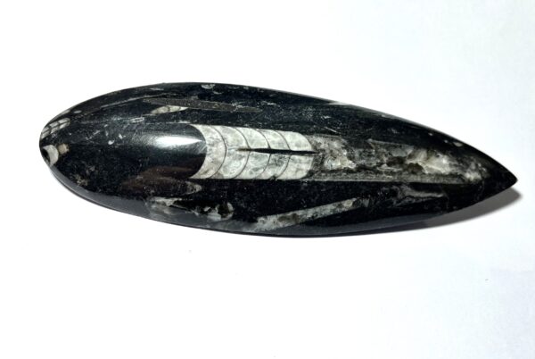 Orthoceras - Bläckfisk