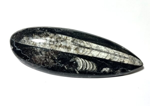 Orthoceras - Bläckfisk